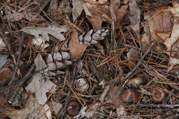 pinecone in the forest