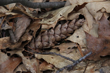 pinecone in the forest