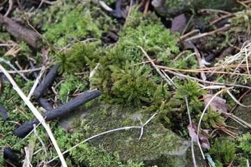 Green moss on the forest floor