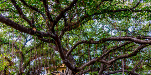 The Banyan Tree in The Courthouse Square is The Largest Tree in The United States, Lahaina, Maui,...