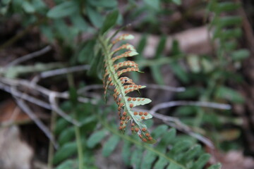 fern leaf in the forest
