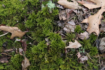 green forest moss
