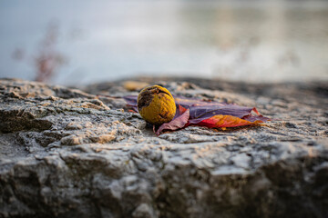 Colors of Fall