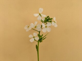Wild radish flower against beige color background