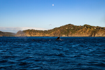 Fototapeta na wymiar Humpback Whale under the moon