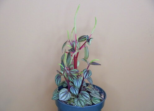 Upright leaves of Peacock Peperomia Picolo Banda plants