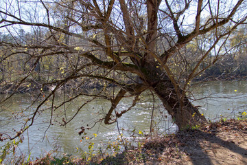 Gnarly Tree Crookedly Leans Over the River