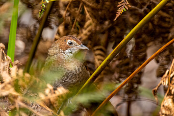 A medium-sized, ground-dwelling thrushlike Australian bird with short rounded wings and a long tail known as the Rufous Bristlebird (Dasyornis broadbenti).