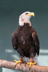 Bald Eagle, Symbol of American Freedom and Democracy, Is Fettered