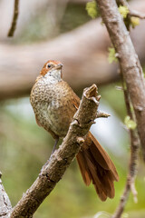 A medium-sized, ground-dwelling thrushlike Australian bird with short rounded wings and a long tail known as the Rufous Bristlebird (Dasyornis broadbenti).