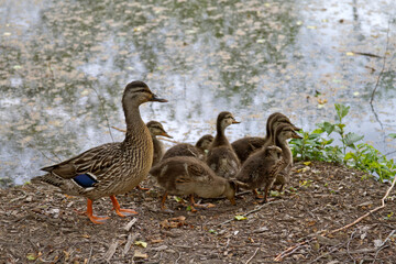 Wild Baby Ducklings Stick Close to Their Mother by a Pond in Spingtime