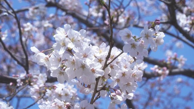 そよ風に揺れる桜の花と青空