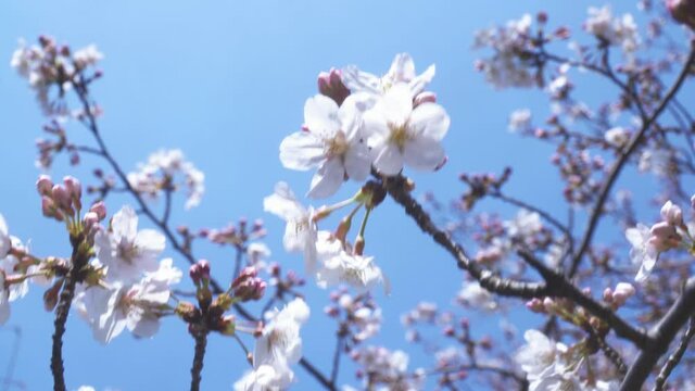 そよ風に揺れる桜の花と青空