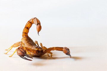 Scorpion ready to attack with the stinger on white background