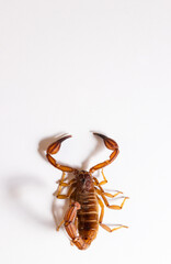 Scorpion ready to attack with the stinger on white background