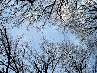 Multiple trees without leaves sky view