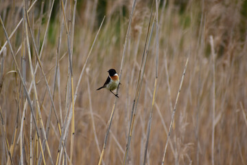 葦原のノビタキのオス