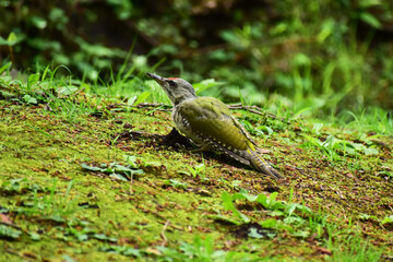 姿勢を低くする地面に下りたヤマゲラ