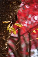 桜の葉と真っ赤なモミジ