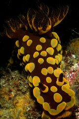 Large Yellow and Brown Nudibranch with Rhinophore posing Underwater in Chiba, Japan