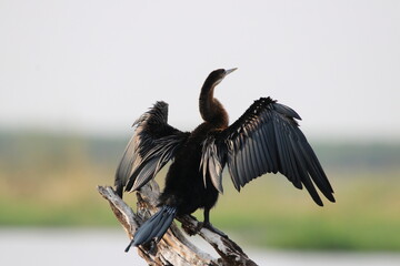 Afrikanischer Schlangenhalsvogel (Anhinga rufa) im Okavango Delta Botswana