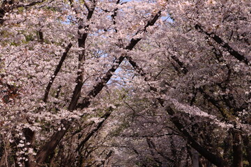 桜のトンネル