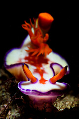 White Nudibranch with Orange Rhinophore Posing Underwater in Chiba, Japan