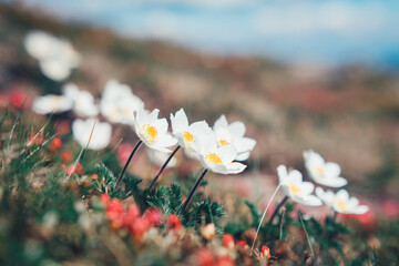 Beauty white flowers in high mountains © rafael