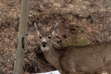 Mule Deer in the Pike National Forest