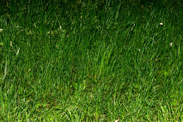 Green background of fresh sprouts of young grass growing on earth