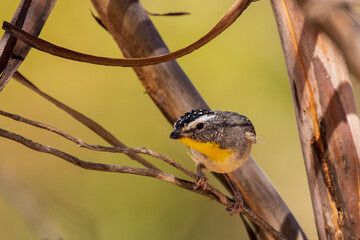 The Spotted Pardalote (Pardalotus punctatus) is one of the smallest of all Australian birds and is characterized by distinct spotting on its head and body.