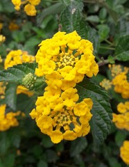 Acercamiento hermosas florecitas amarillas