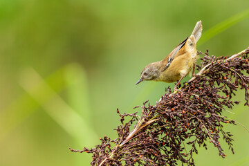 A small dark olive-brown bird, grey throat and dull red-brown flanks, belly and rump and distinctive white lines above and below the eye known as the White-browed Scrubwren (Sericornis frontalis).