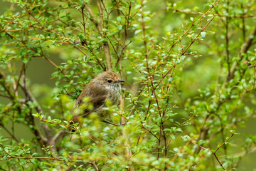 The Brown Thornbill (Acanthiza pusilla) is a small bird with olive-brown to grey upperparts, with a warm reddish-brown forehead scalloped with paler markings.