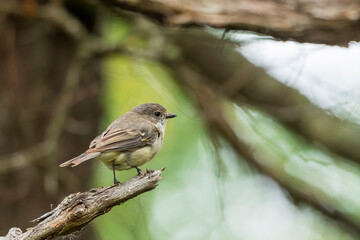 A medium-sized reddish-brown stocky bird with a grey head and a whitish throat known as the Olive Whistler (Pachycephala olivacea).