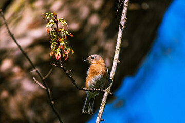 robin on a branch