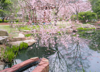 봄의 벚꽃놀이- cherryblossom