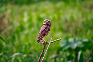 Owl - Athene cunicularia