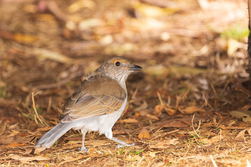 An immature Grey Shrikethrush (Colluricincla harmonica) subspecies 