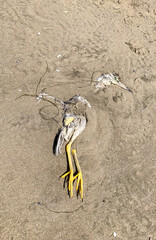 Dead Bird Partially Buried in the Sand