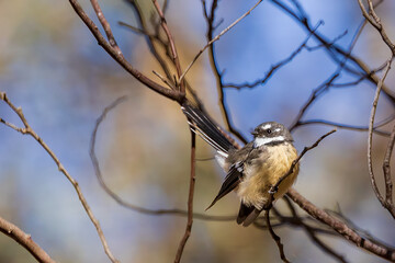 Grey Fantail (Rhipidura albiscapa). Both sexes are similar in appearance: plumage is grey above, white eyebrow, throat and tail edges.