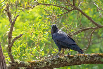 A large and heavy corvid, almost completely black, with a large bill and short tail known as the Forest Raven (Corvus tasmanicus).