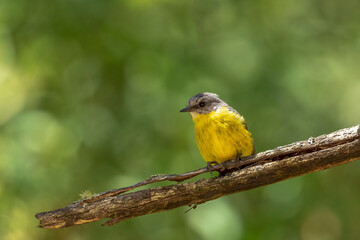 Obraz premium A medium sized mainly yellow robin with a grey back and head known as the Eastern Yellow Robin (Eopsaltria australis).