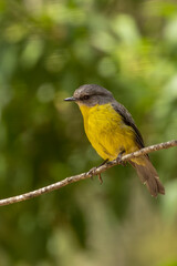 A medium sized mainly yellow robin with a grey back and head known as the Eastern Yellow Robin (Eopsaltria australis).