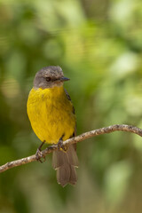 A medium sized mainly yellow robin with a grey back and head known as the Eastern Yellow Robin (Eopsaltria australis).