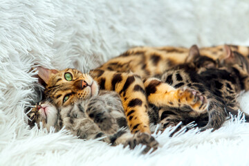 Bengal cat feeds her little kittens with breast