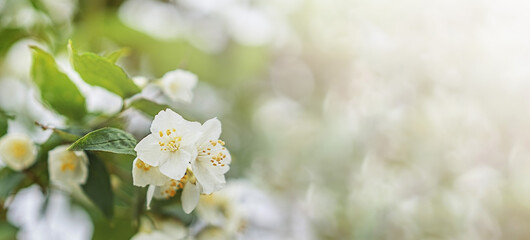 Jasmine flowers in the sunlight. Summer background