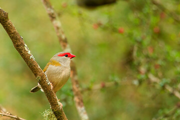 Red-browed Finch (Neochmia temporalis) subspecies 