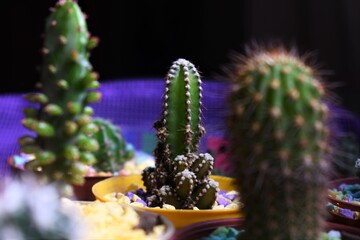 CACTUS