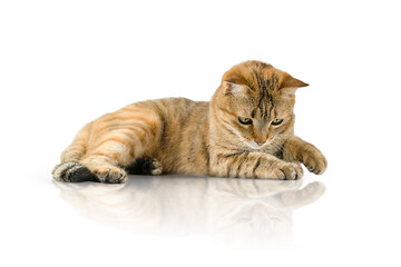 Playful cat isolated on white background